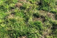 How to Eliminate Gophers Once and for All