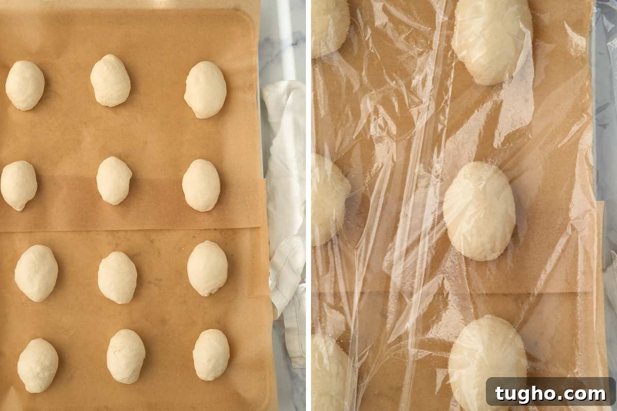 How to Make Crusty Italian Sourdough Rolls 8 Shaped rolls on parchment and covered for second rise