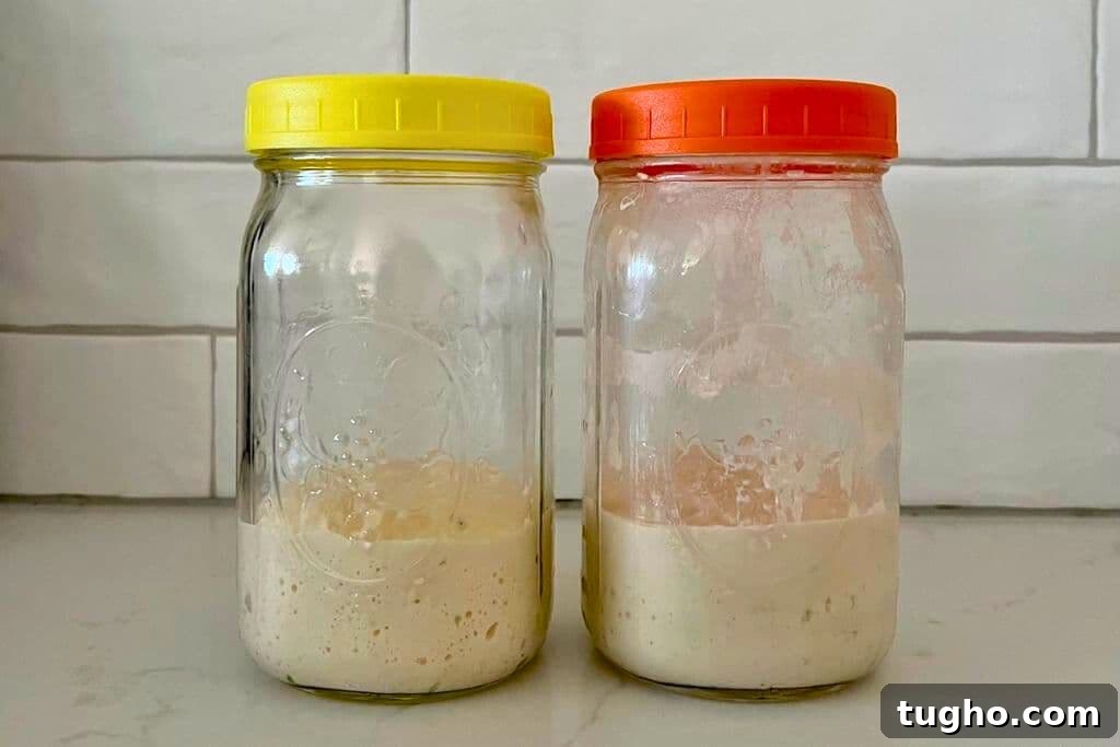 2 glass jars containing sourdough starter. The left one has a yellow lid and the right one has an orange lid.