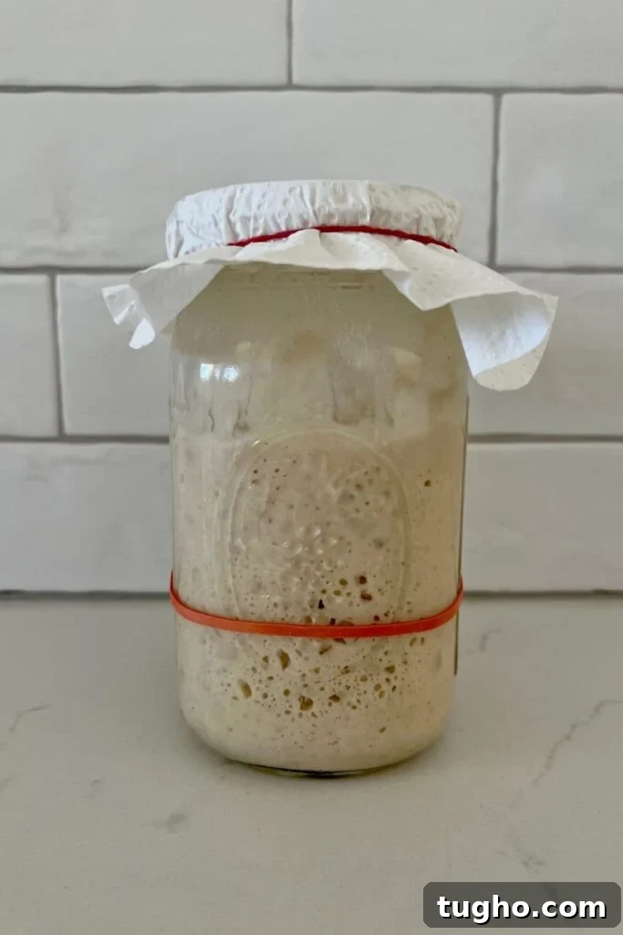 Jar of sourdough starter sitting on a kitchen counter in front of a white tiled wall. There is a red rubber band around the jar to show that the sourdough starter has doubled. The starter is covered with a piece of paper towel and a rubber band.