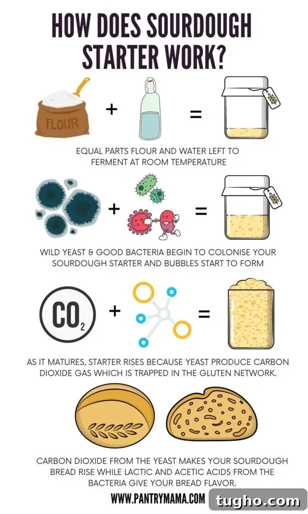 Infographic entitled "How Does Sourdough Starter Work". This graphic shows an illustrated version of how a sourdough starter works.
