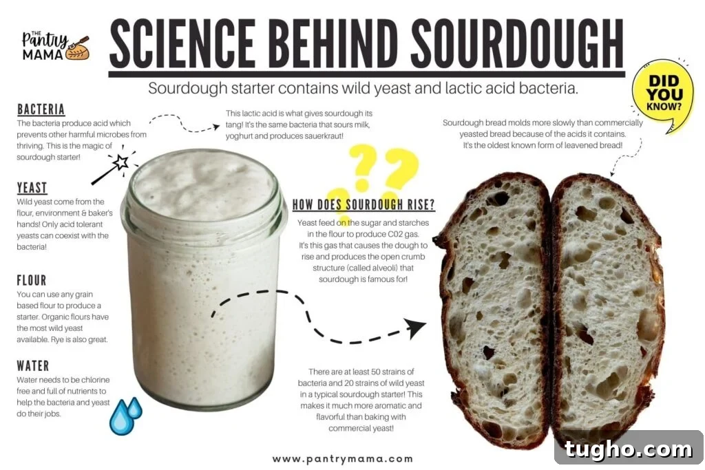 Infographic explaining the science behind sourdough - including the role of wild yeast and bacteria in rising sourdough bread.