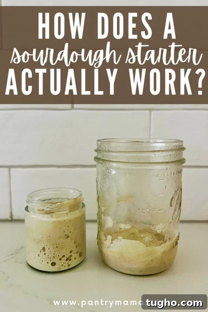 PINTEREST IMAGE - HOW DOES SOURDOUGH STARTER ACTUALLY WORK