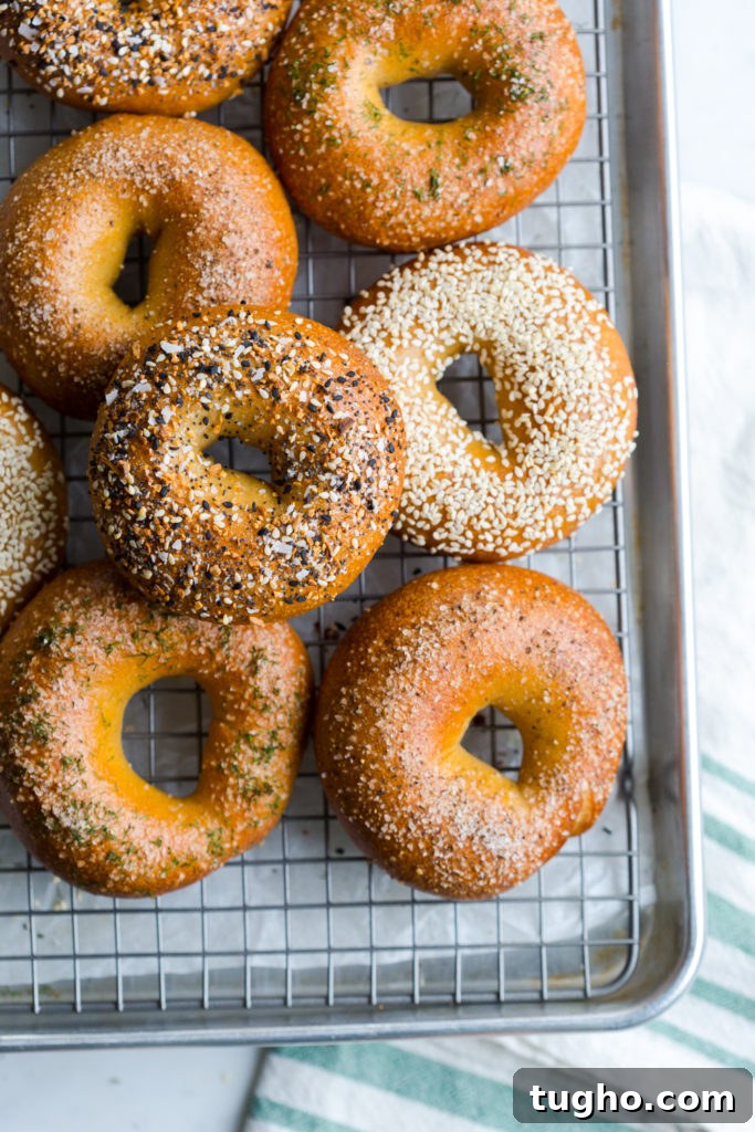 assorted bagels freshly baked and cooling on a baking sheet