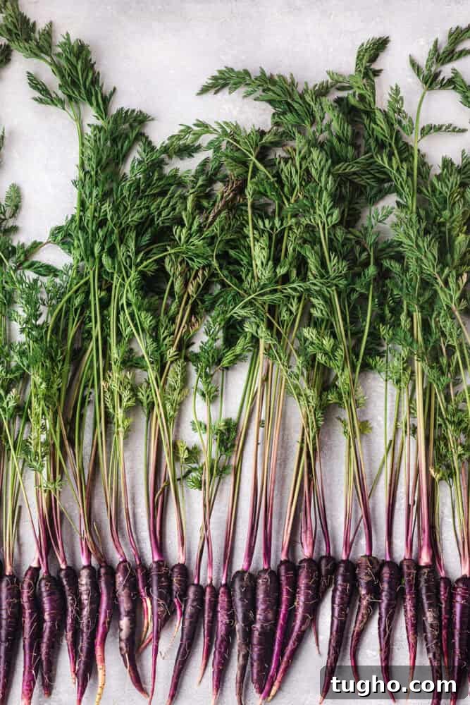 Purple Carrots: The Original Carrot Color Explained 3 A row of purple carrots with their green leafy tops still on, on a light background.