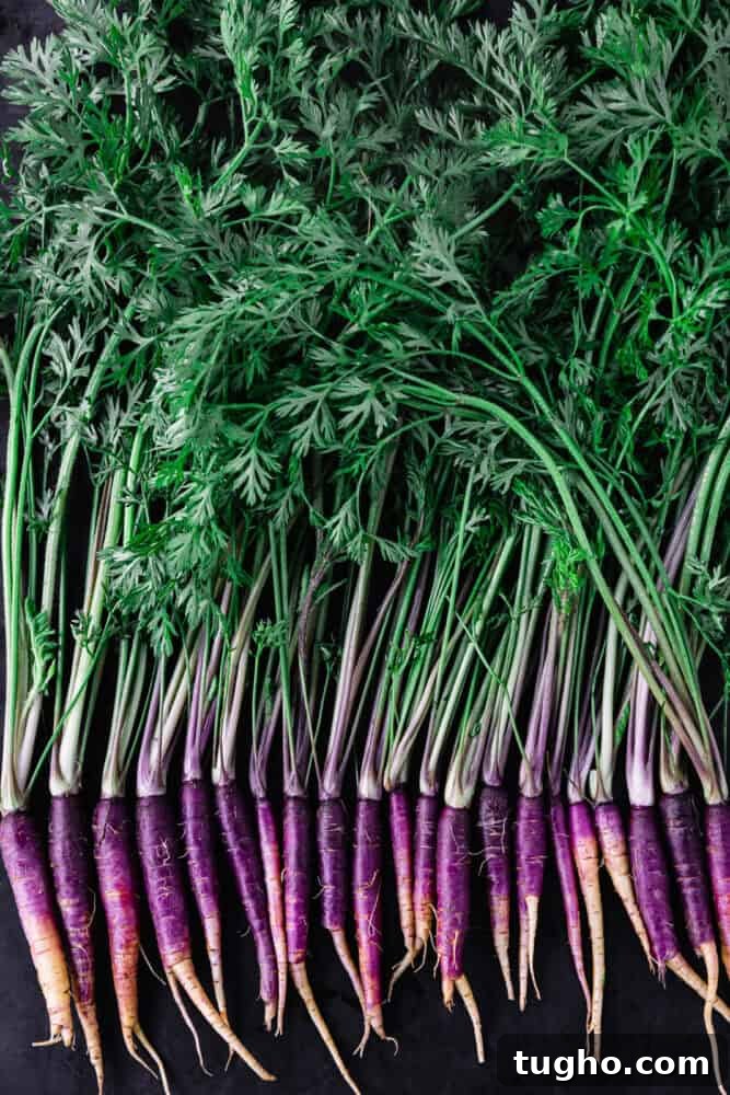 Purple Carrots: The Original Carrot Color Explained 4 a row of purple carrots with their leafy green tops, on a dark background.