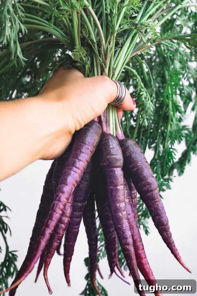 Purple Carrots: The Original Carrot Color Explained 5 A hand holding a bunch of deep purple carrots with green tops against a light background.
