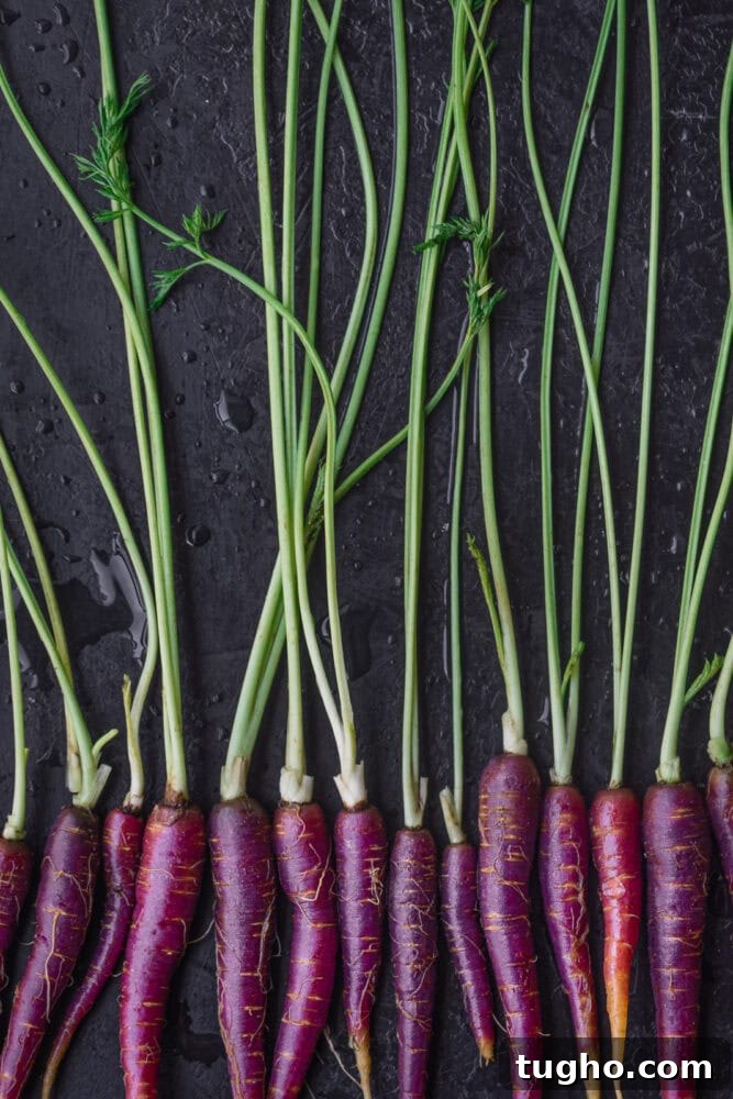 Purple Carrots: The Original Carrot Color Explained 6 A row of purple carrots on dark background.
