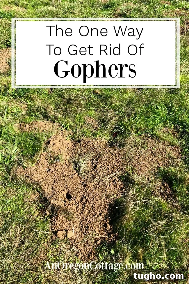 One way to get rid of gophers
