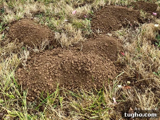 Gopher hills in lawn