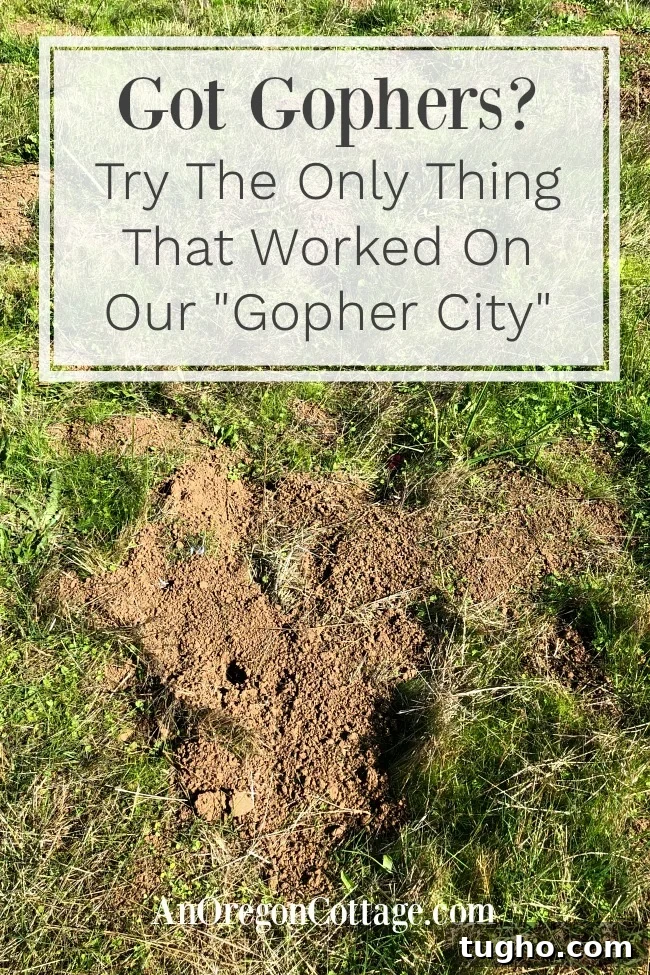 got gophers pin image