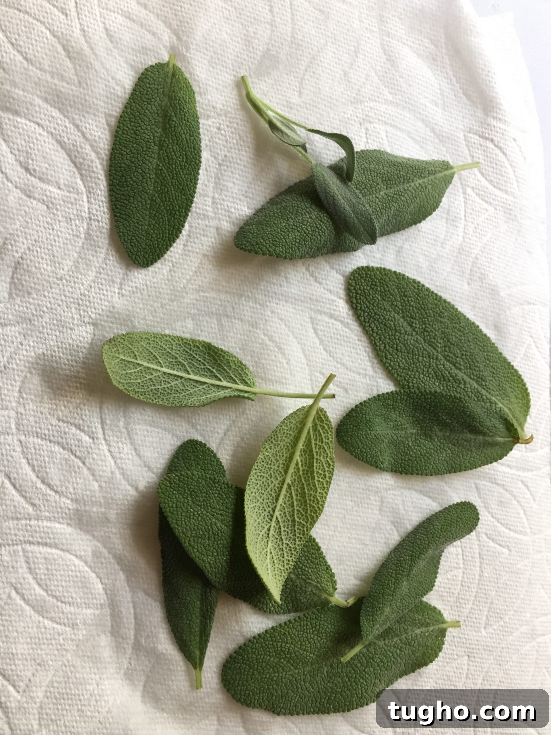 Clean and dried sage leaves Clean and dried sage leaves
