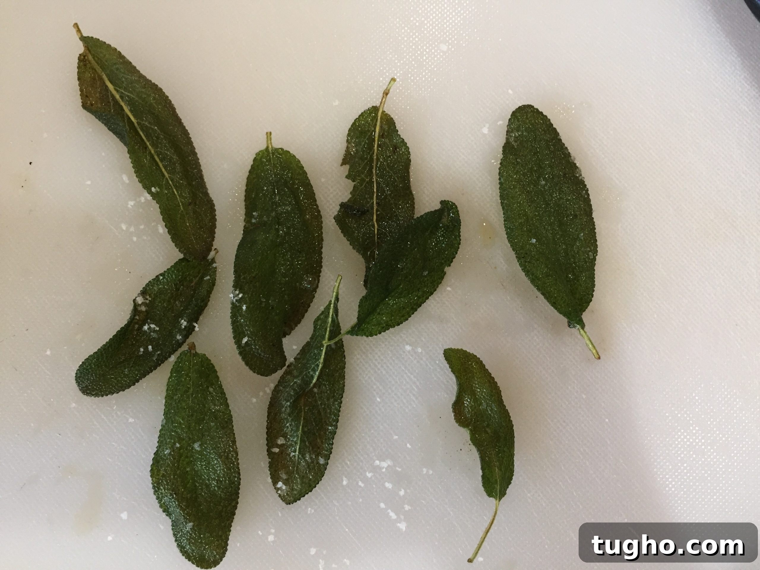 Cool sage leaves Cool sage leaves